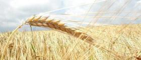 Търговия селскостопанска продукция в Недан-Павликени