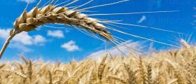 Търговия селскостопанска продукция в Силистра