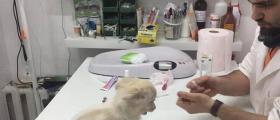 Ветеринарни изследвания София-Люлин - VET STAR Clinic 