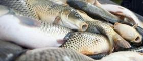 Внос и дистрибуция на рибни продукти в Бургас