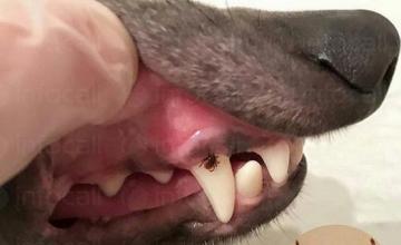 Изследвания животни за паразити София-Люлин - VET STAR Clinic