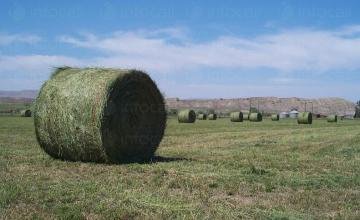 Отглеждане на кориандър и люцерна в Сливен