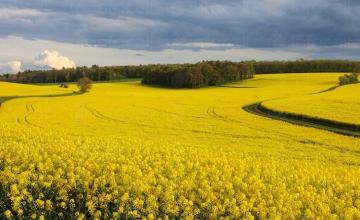 Отглеждане рапица в град Ямбол