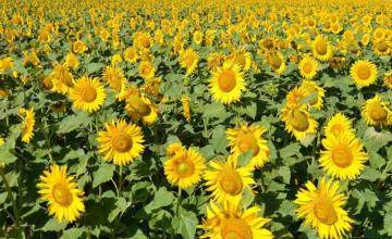 Отглеждане слънчоглед в Сливо поле Отглеждане слънчоглед в Сливо поле