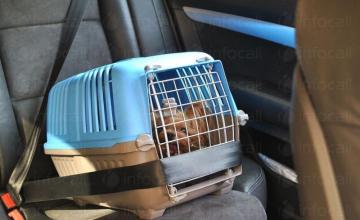 Пътуване с домашен любимец издаване на документи Казанлък