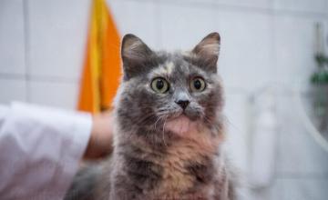 Подстригване на котка в град Варна Подстригване на котка в град Варна