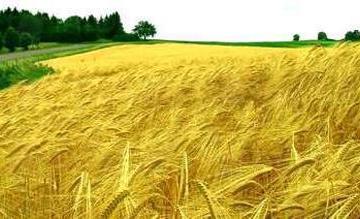 Покупко-продажба земеделска земя в Южна България Покупко-продажба земеделска земя в Южна България