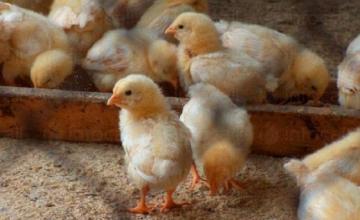 Продажба на подрастващи ярки Габрово, Севлиево, Трявна