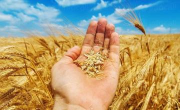 Производство и търговия със земеделска продукция Караисен-Павликени