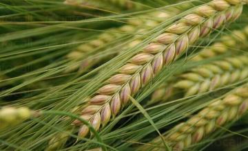 Производство на селскостопанска продукция в Баня-Карлово - Кооперация Надежда 