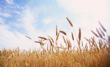 Производство на селскостопанска продукция в Бургас