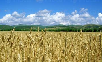 Производство на селскостопанска продукция в Хърлец-Козлодуй Производство на селскостопанска продукция в Хърлец-Козлодуй