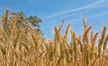 Производство на селскостопанска продукция в Ихтиман