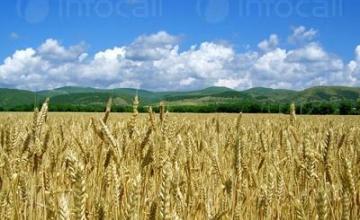 Производство на земеделска продукция в община Силистра Производство на земеделска продукция в община Силистра