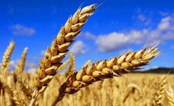 Производство селскостопанска продукция в Гарван-Ситово - ЗК 16 Декември 
