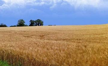 Производство селскостопанска продукция в Миндя-Велико Търново