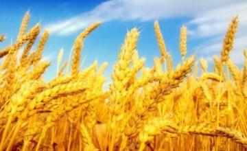Производство селскостопанска продукция в Склаве-Сандански