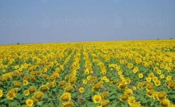 Производство слънчоглед в Нова Върбовка-Стражица Производство слънчоглед в Нова Върбовка-Стражица