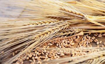 Търговия със селскостопанска продукция Знаменосец-Раднево - ЗК Детелина 2007