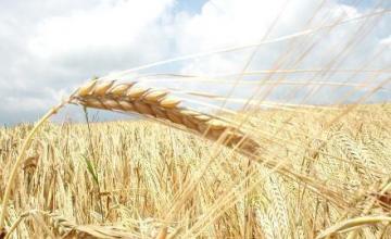 Търговия селскостопанска продукция в Недан-Павликени
