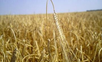 Търговия селскостопанска продукция в Склаве-Сандански