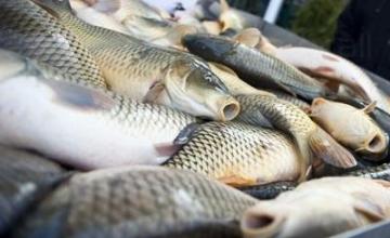 Внос и дистрибуция на рибни продукти в Бургас - Атлантик АД