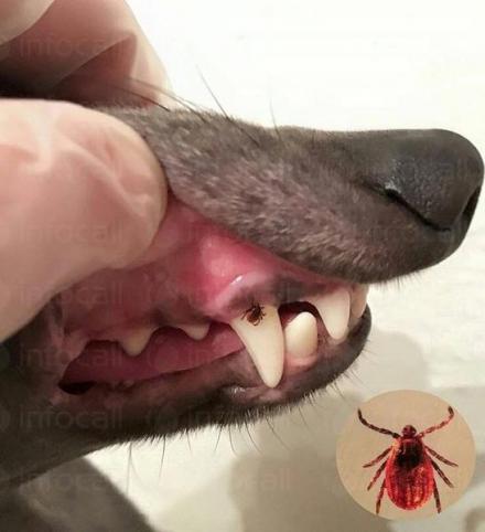 Изследвания животни за паразити София-Люлин - VET STAR Clinic Изследвания животни за паразити София-Люлин - VET STAR Clinic