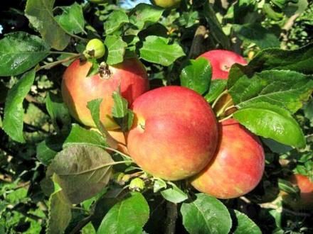 Контрол на биологична продукция в Пловдив - Балкан Биосерт ООД