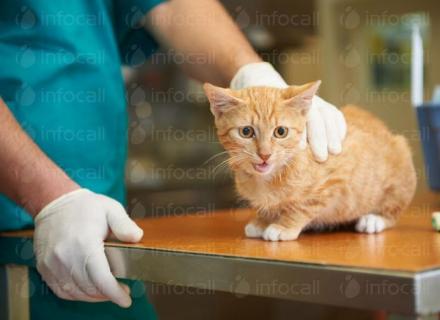 Лечение на котки в Казанлък - Анималс Лайф ЕООД Лечение на котки в Казанлък - Анималс Лайф ЕООД