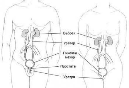 Лечение на урологични заболявания във Варна-Чайка - ДКЦ Чайка