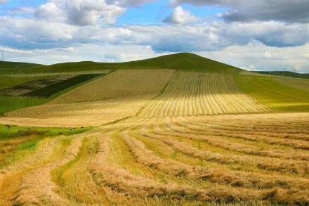 Обработка и арендуване на земи в Кнежа, Плевен, Червен бряг - Светослав Илчовски ЕТ Обработка и арендуване на земи в Кнежа, Плевен, Червен бряг - Светослав Илчовски ЕТ