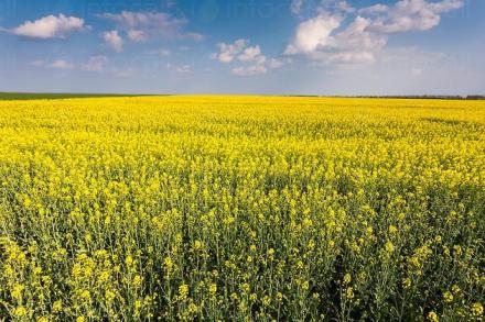Отглеждане на рапица в Лепица-Червен бряг - ПЗК Кленовит Отглеждане на рапица в Лепица-Червен бряг - ПЗК Кленовит