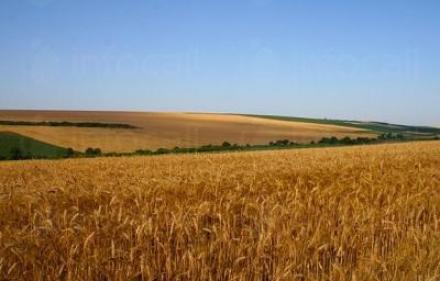 Отглеждане на земеделска продукция в Чернолик-Силистра - Селскостопанска продукция Силистра