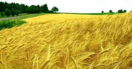 Покупко-продажба земеделска земя в Южна България - Земеделска земя Попово