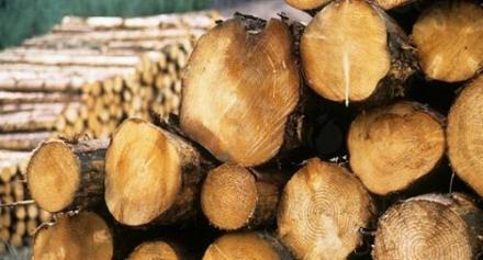 Продажба на дървесина в Сатовча-Благоевград - ДЛС Дикчан Продажба на дървесина в Сатовча-Благоевград - ДЛС Дикчан