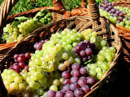 Продажба на грозде в Любимец-Хасково - Селскостопанска продукция Любимец