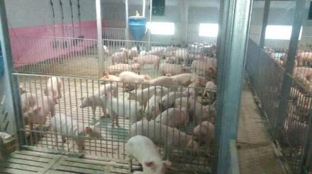 Продажба на прасета във Враца - Месни продукти Враца Продажба на прасета във Враца - Месни продукти Враца