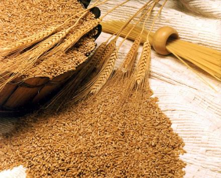 Продажба на зърно в Любимец-Хасково - Селскостопанска продукция Любимец