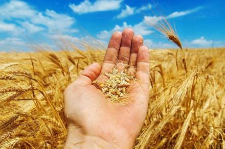 Производство и търговия със земеделска продукция Караисен-Павликени - ОППК Възраждане 92
