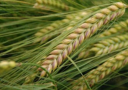 Производство на селскостопанска продукция в Баня-Карлово - Кооперация Надежда Производство на селскостопанска продукция в Баня-Карлово - Кооперация Надежда