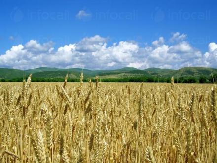 Производство на селскостопанска продукция в Хърлец-Козлодуй - ПТЗК Аугуста Производство на селскостопанска продукция в Хърлец-Козлодуй - ПТЗК Аугуста
