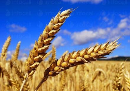 Производство селскостопанска продукция в Гарван-Ситово - ЗК 16 Декември Производство селскостопанска продукция в Гарван-Ситово - ЗК 16 Декември