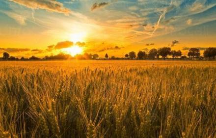 Производство селскостопанска продукция в Област Добрич - ЗК Приморци