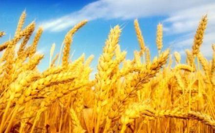 Производство селскостопанска продукция в Склаве-Сандански - ПСК Спартак Производство селскостопанска продукция в Склаве-Сандански - ПСК Спартак