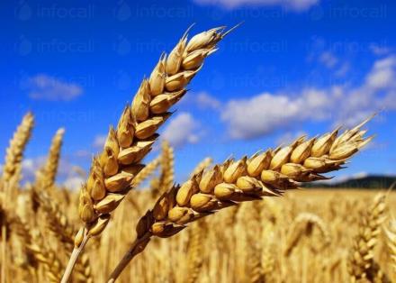 Производство земеделска продукция в община Поморие, област Бургас - Земеделска кооперация Бата Производство земеделска продукция в община Поморие, област Бургас - Земеделска кооперация Бата