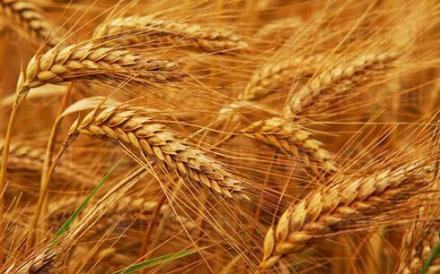 Производство земеделска продукция в Студено буче-Монтана - КП Агротруд Инвест Производство земеделска продукция в Студено буче-Монтана - КП Агротруд Инвест