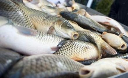 Внос и дистрибуция на рибни продукти в Бургас - Атлантик АД Внос и дистрибуция на рибни продукти в Бургас - Атлантик АД